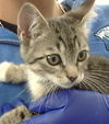 adoptable Cat in dallas, TX named FOREST