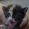 adoptable Cat in dallas, TX named MIRACLE