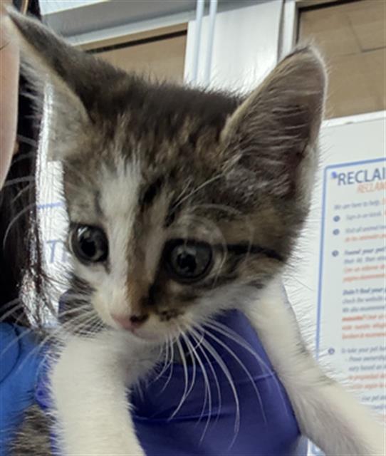 adoptable Cat in Dallas, TX named MILO