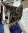 adoptable Cat in dallas, TX named MILO