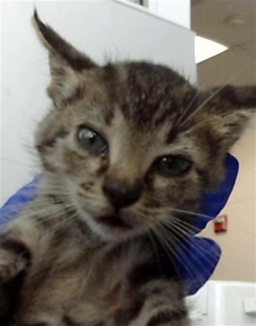 adoptable Cat in Dallas, TX named DAISY