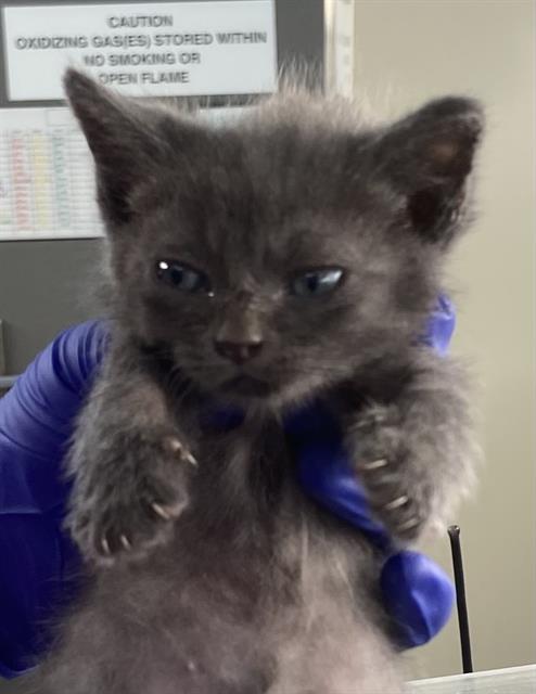 adoptable Cat in Dallas, TX named PENNE