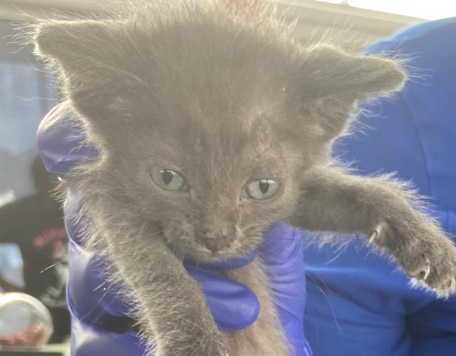 adoptable Cat in Dallas, TX named RAVIOLI