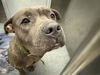 adoptable Dog in  named ZEUS