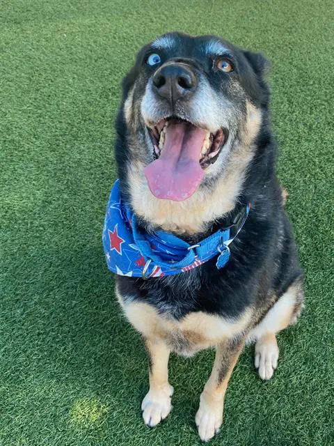 Ojitos - German Shepherd Dog