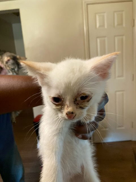 adoptable Cat in Dallas, TX named BUTTER