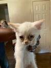 adoptable Cat in dallas, TX named BUTTER