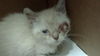 adoptable Cat in dallas, TX named GRACE