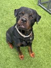adoptable Dog in  named EDDIE