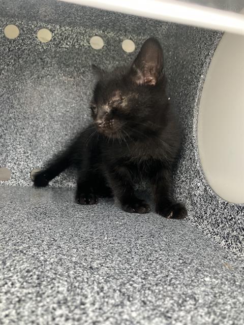 adoptable Cat in Dallas, TX named PINKY 2