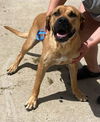 adoptable Dog in  named SCOOBY