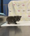 adoptable Cat in dallas, TX named CALI