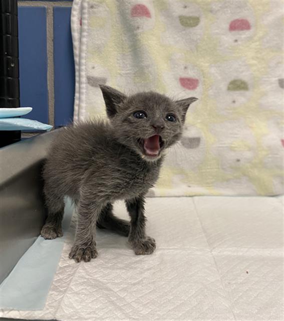 adoptable Cat in Dallas, TX named BOO