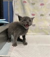 adoptable Cat in dallas, TX named BOO
