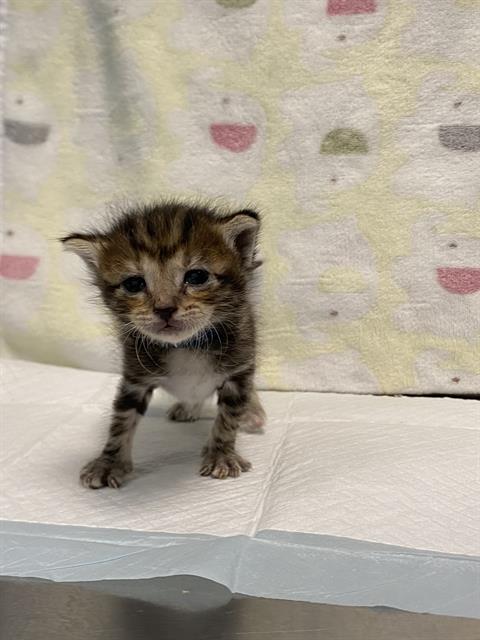 TIKE - Domestic Short Hair available for adoption