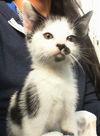adoptable Cat in dallas, TX named GLARE
