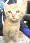 adoptable Cat in dallas, TX named CHEVELLE
