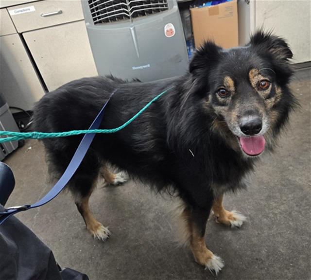 adoptable Dog in Dallas, TX named RALPH