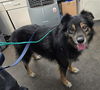 adoptable Dog in  named RALPH