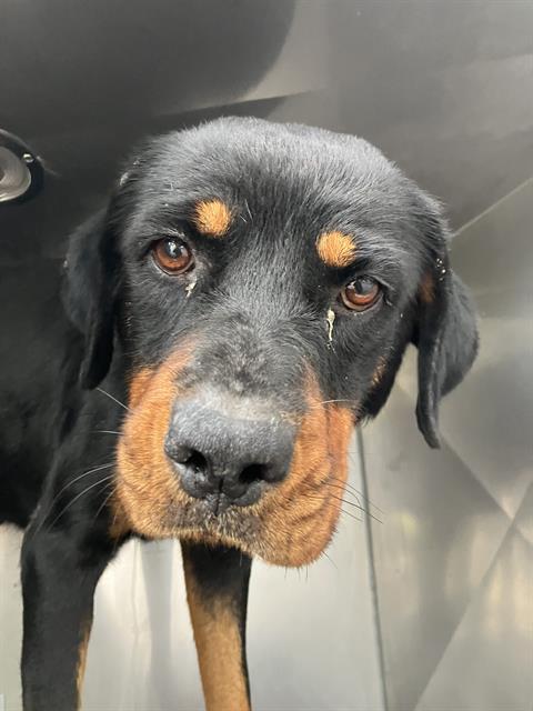 adoptable Dog in Dallas, TX named ANNIE