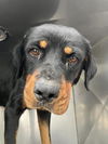 adoptable Dog in  named ANNIE