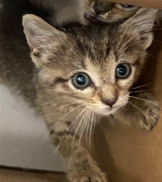 adoptable Cat in Dallas, TX named DORA