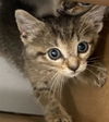 adoptable Cat in dallas, TX named DORA