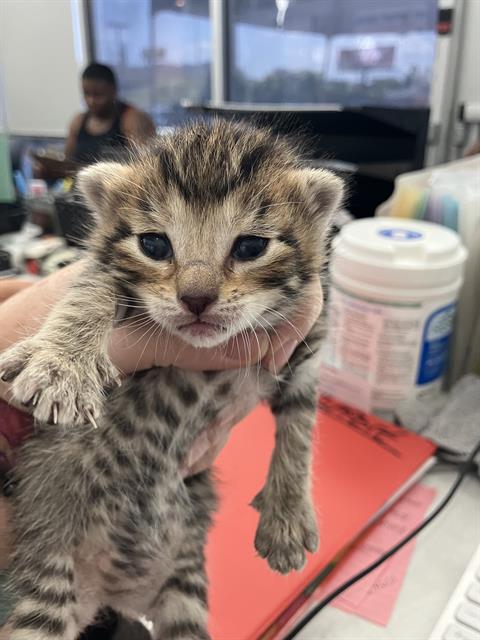 adoptable Cat in Dallas, TX named CLAIRE
