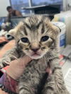 adoptable Cat in dallas, TX named MACY