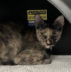 adoptable Cat in dallas, TX named DORA