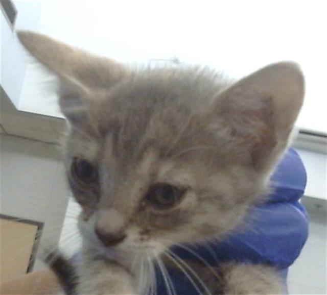 adoptable Cat in Dallas, TX named FROGGIE