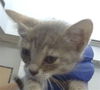 adoptable Cat in dallas, TX named FROGGIE
