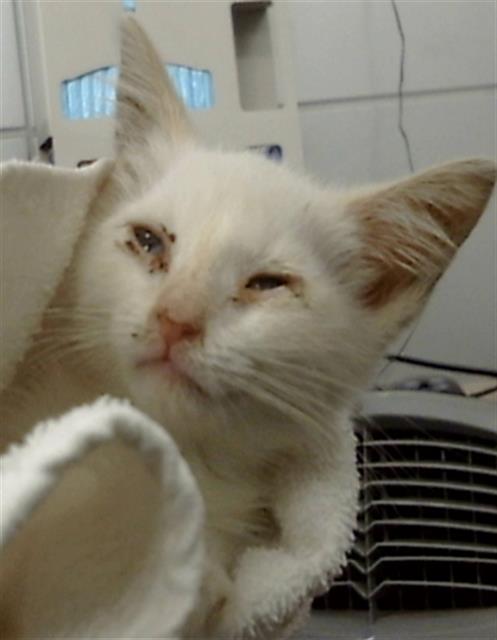 adoptable Cat in Dallas, TX named JULES