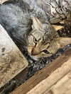 adoptable Cat in dallas, TX named CHERRY
