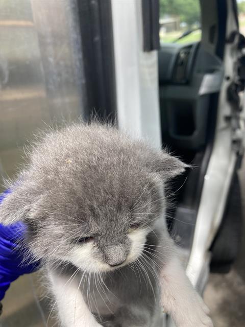 adoptable Cat in Dallas, TX named JERRY