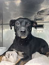adoptable Dog in  named BASIL