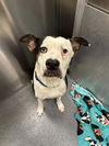 adoptable Dog in dallas, TX named MIKEY