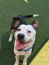 adoptable Dog in dallas, TX named MIKEY