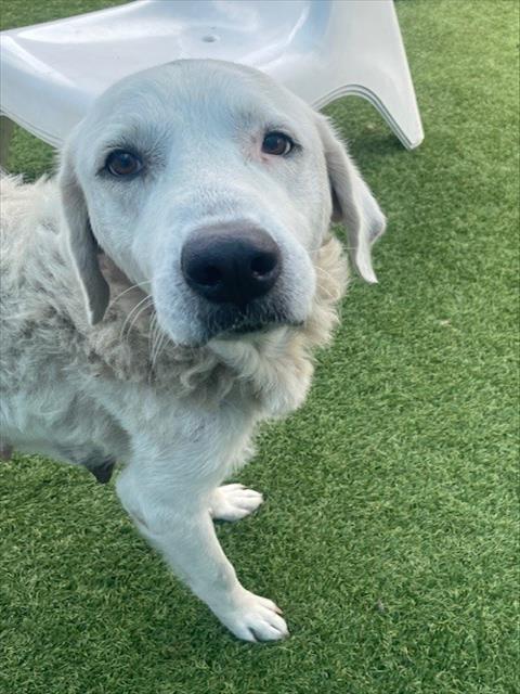 adoptable Dog in Dallas, TX named BELLA
