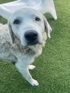 adoptable Dog in  named BELLA
