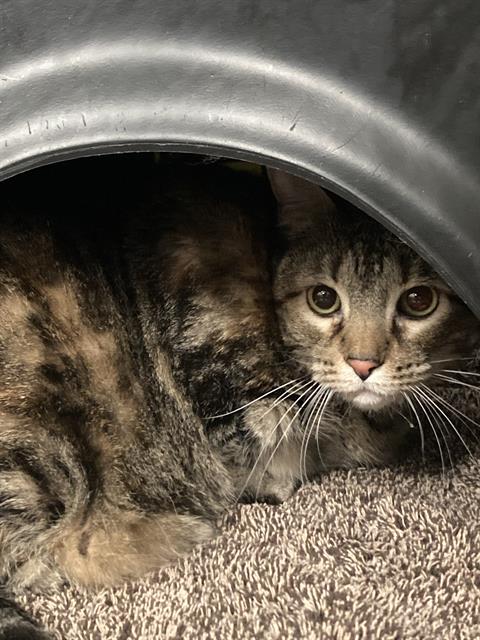 adoptable Cat in Dallas, TX named CLARA BELL