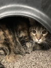 adoptable Cat in dallas, TX named CLARA BELL