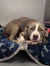 adoptable Dog in dallas, TX named BUBBLES