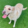 adoptable Dog in  named KATTARA