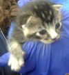 adoptable Cat in dallas, TX named HOGGENS