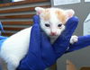 adoptable Cat in dallas, TX named COLBY