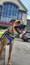 adoptable Dog in  named MURPHY