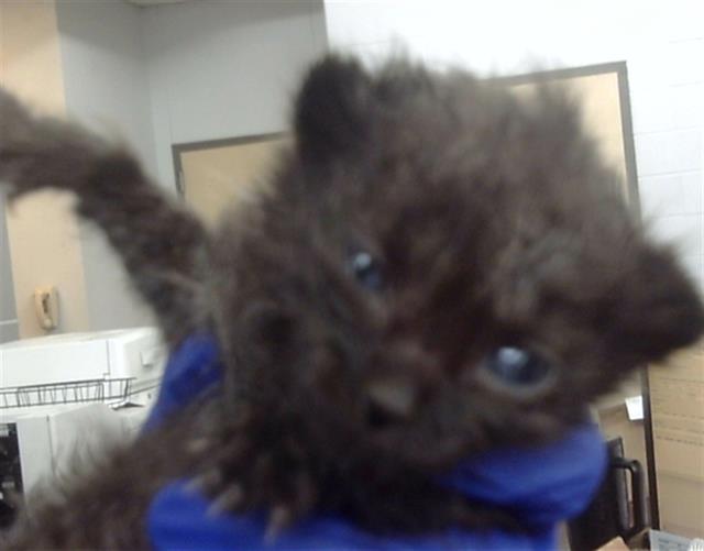 adoptable Cat in Dallas, TX named OLAF