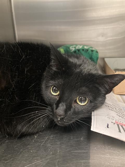 adoptable Cat in Dallas, TX named AJAX