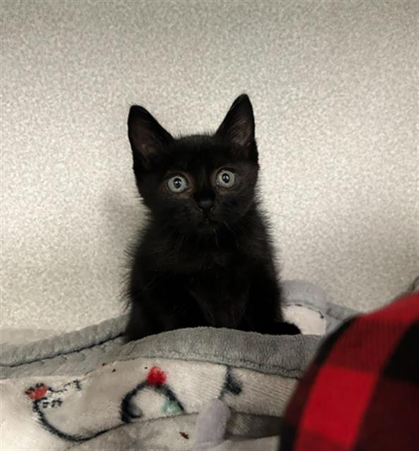 adoptable Cat in Dallas, TX named BENITO